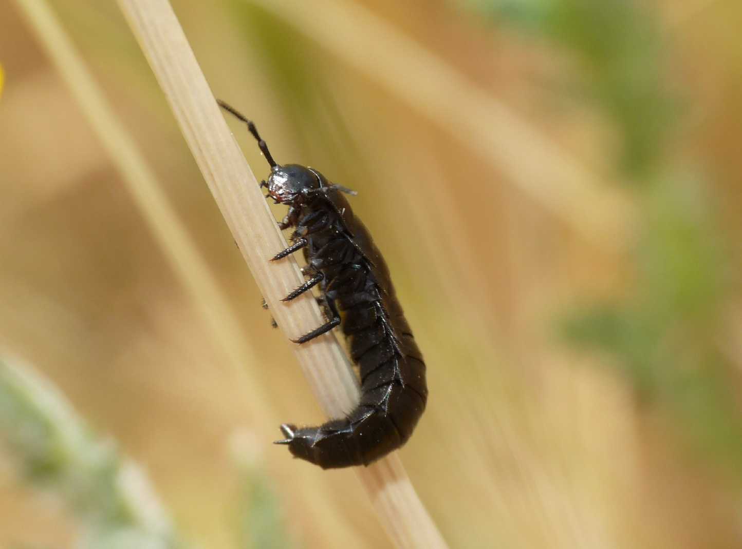 Larva di Silphidae